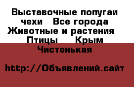 Выставочные попугаи чехи - Все города Животные и растения » Птицы   . Крым,Чистенькая